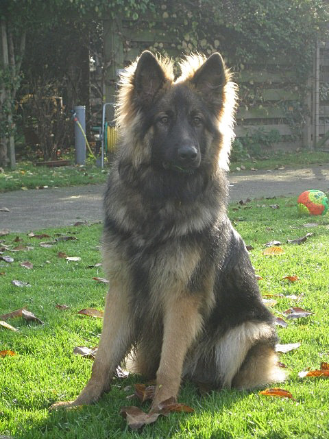 Fotos/2011 vervolgAzra/Gozer/november/IMG_0772 [Gozer1] (2).JPG